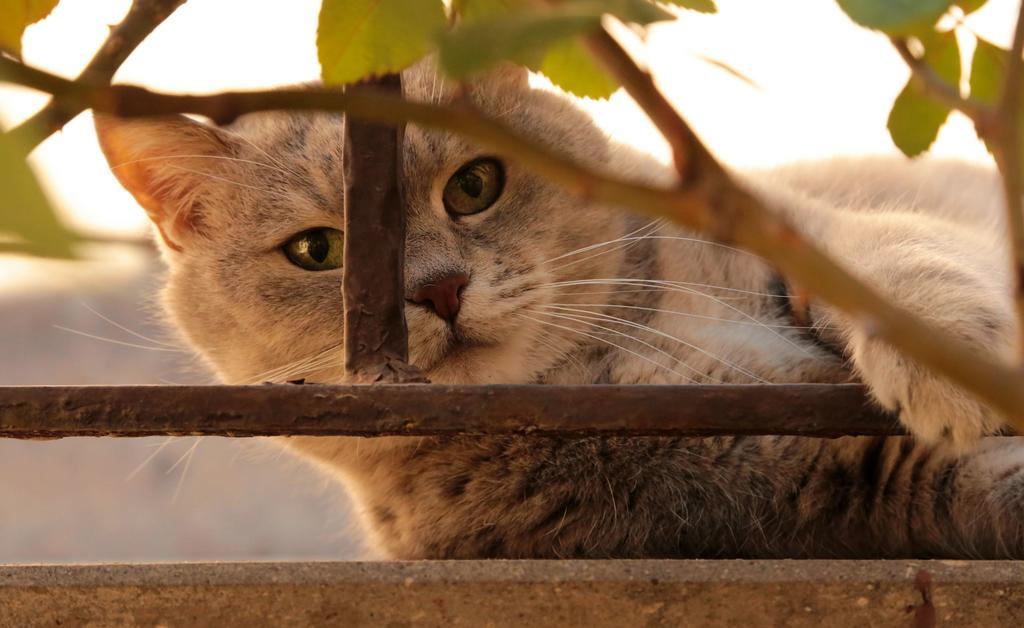 Kirkit Hotel アヴァノス エクステリア 写真
